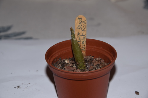 Adenium Arabicum Desert Night Fork à 6 mois