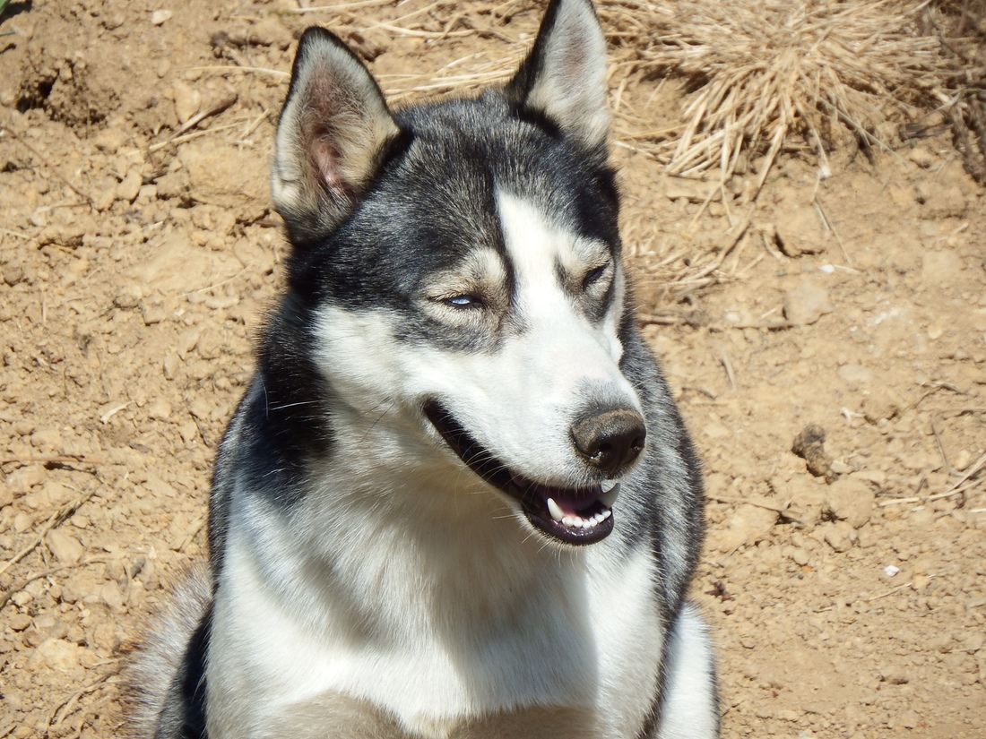 un beau chien des montagnes  , un Husky