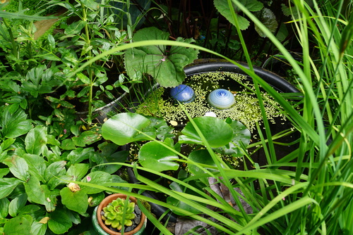 Le jardin de Gisèle, 5 ans après