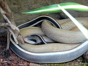 Photo du Serpent ratier des cavernes - Planet Exotica