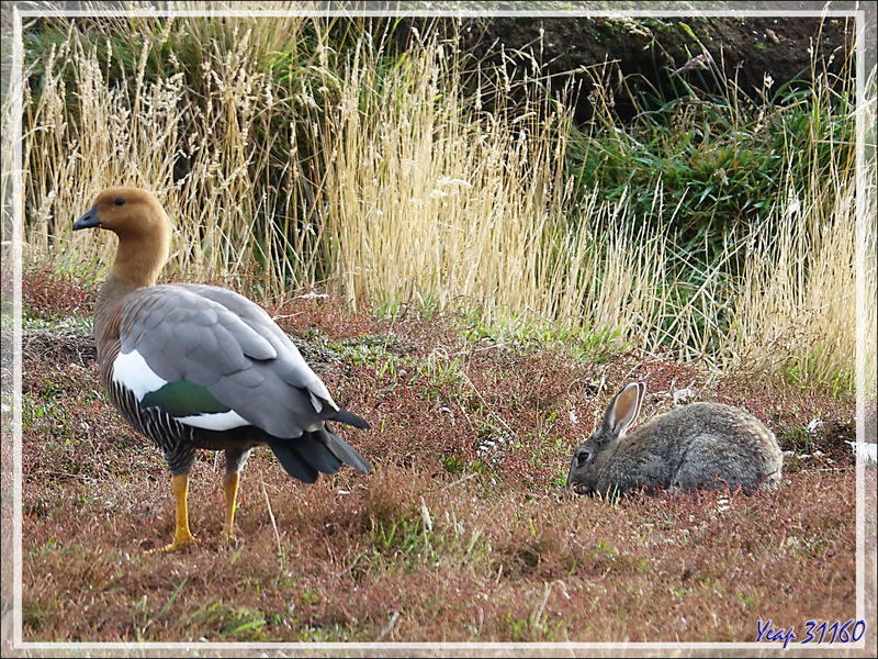 L'alliance de l'ouette et du lapin ... - New Island - Falkland (Malvinas, Malouines) - Grande-Bretagne