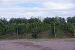Maipu, en la ruta del vino