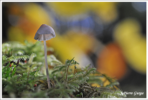 Voici la dernière série de champignons photographiés par Jean-Pierre Gurga...
