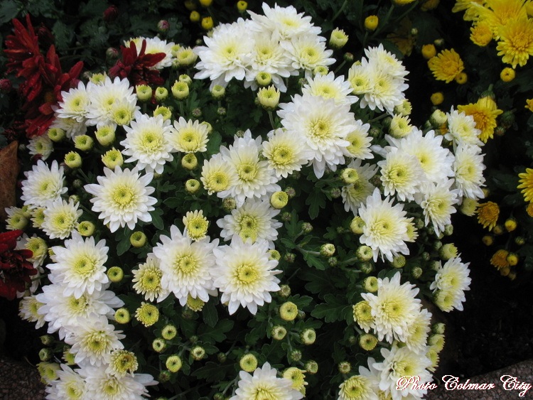Fleurs d’automne : Chrysanthèmes