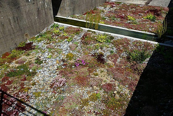 Tiers-Paysage-Jardin-des-Orpins-15-07--12-032.jpg