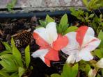 Identification par les fleurs !