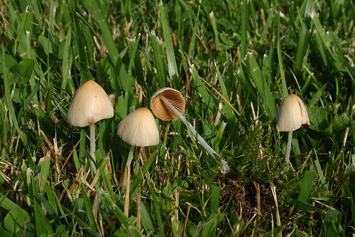 Conocybe albipes