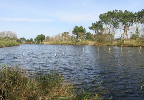 Visite de la Réserve Ornithologique du Teich