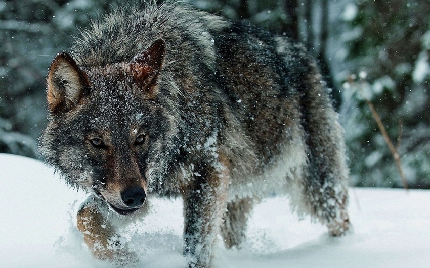 5 Images de Loups