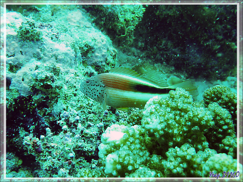 Poisson-faucon de Forster ou à taches de rousseur, Épervier à bande noire ou à tête ponctuée, Forster's hawkfish, Blackside hawkfish (Paracirrhites forsteri) - Moofushi - Atoll d'Ari - Maldives