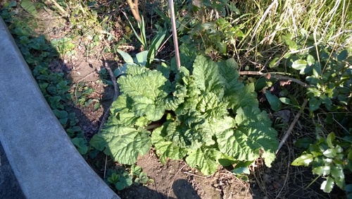 La tarte à la rhubarbe