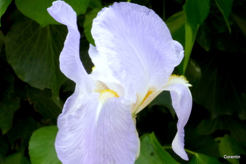 Des iris bleus 