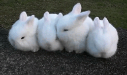 Gifs Lapins/Rabbits/Usagi 03