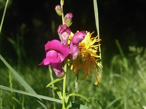 De tout et de rien dans le jardin aujourd'hui!