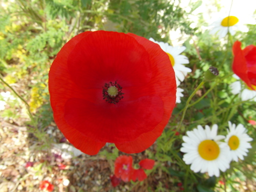 Coquelicots et marguerites