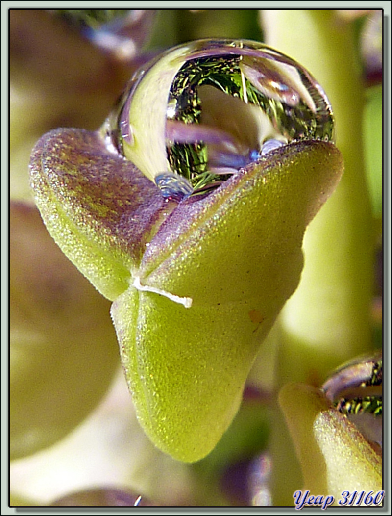 Graine de muscari et sa perle de pluie - Lartigau - Milhas - 31  (Flore)