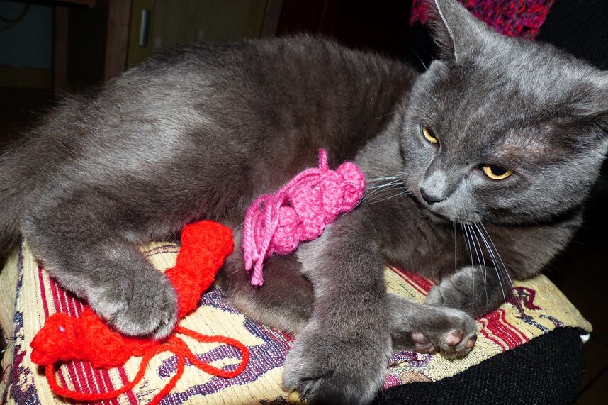 Il aime mes aiguilles à tricoter...