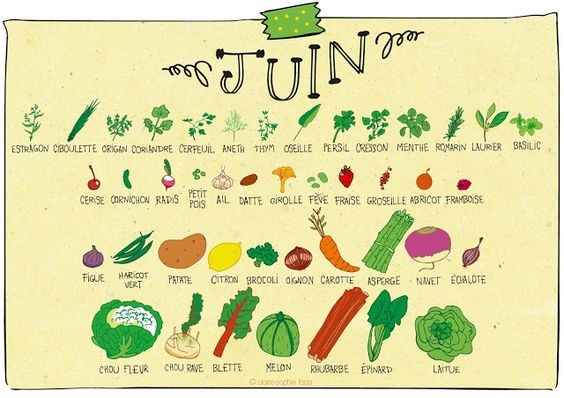 pissenlit: Juin - Calendrier des fruits et légumes