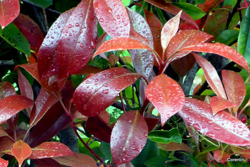 Les feuilles rouges après la pluie