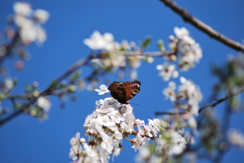 les fleurs de prunier : le paradis des insectes