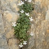 Pétrocoptis des Pyrénées ou Lychnis des Pyrénées (Petrocoptis pyrenaica) endémique