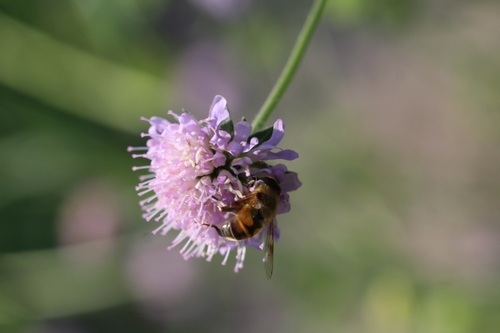 La scabieuse des champs : Knautia arvensis