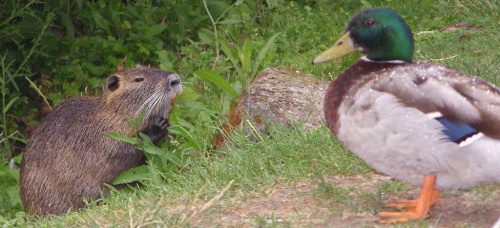 Ragondin et canard à Amboise le long du cours d'eau La Masse