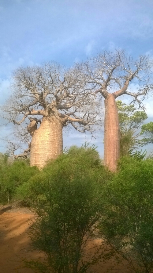 forêt de baobab