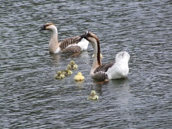 Les oies et leurs oisons