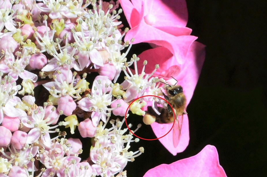 Sac à pollen, le cabas des abeilles