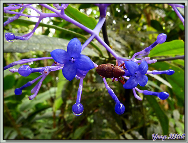 Blog de images-du-pays-des-ours : Images du Pays des Ours (et d'ailleurs ...), Fleur bleue à aspect cireux - Puerto Viejo de Talamanca - Costa Rica