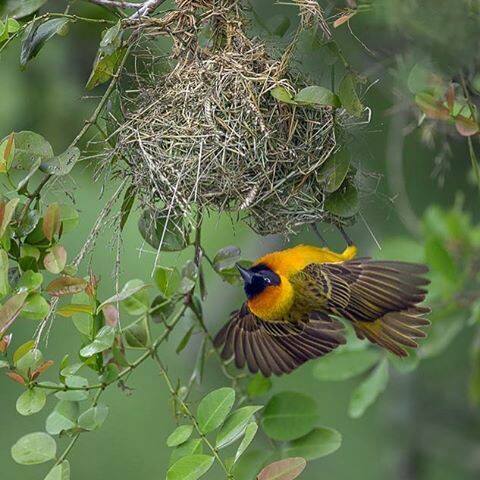 Cartes  Postales  OISEAUX  5