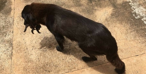 (-*♥*-) Brésil : Une chienne retrouve un chiot abandonné en fouillant dans les poubelles (-*♥*-)