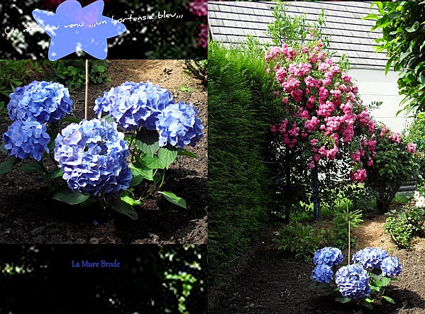 2012-07-05-hortensia-bleu.jpg