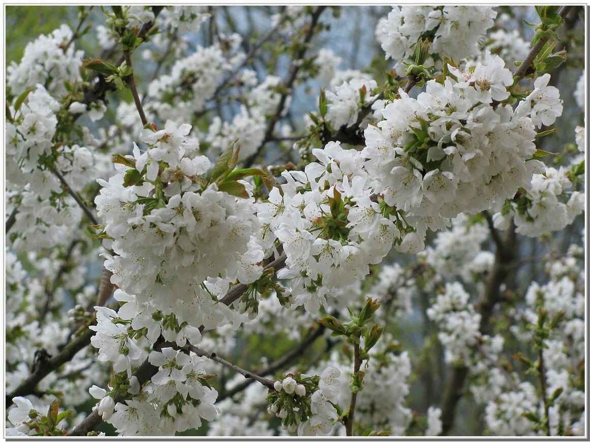  MON CERISIER - DE LA FLEUR AUX FRUITS 