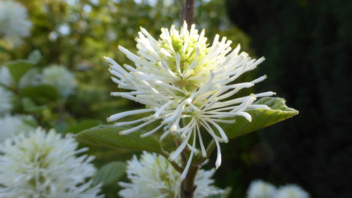 Mon jardin blanc