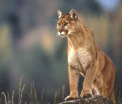 puma noir animal totem puma noir animal totem