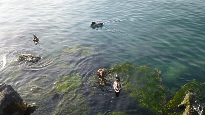 Thonon, suite et fin, balade au bord du Léman