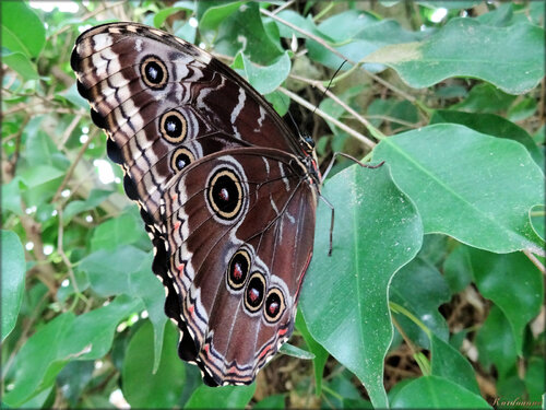 Photos de papillons tropicaux (Ile aux papillons-Noirmoutier)