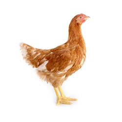 5 Jenis Pullet Ayam Terbaik untuk Peternakan