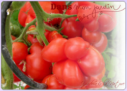 Tomates : variétés