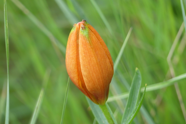 LES FLEURS DU SAMEDI