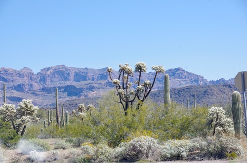 Jour 13 - Organ Pipe Cactus National Monument Arizona