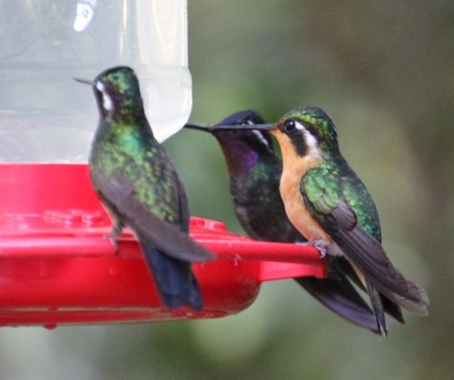 Les colibris du Costa Rica