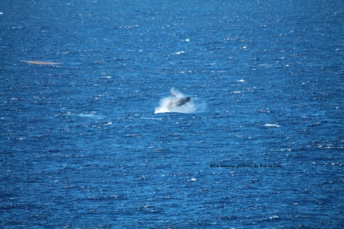 Enfin on a vu des baleines à la pointe des châteaux 
