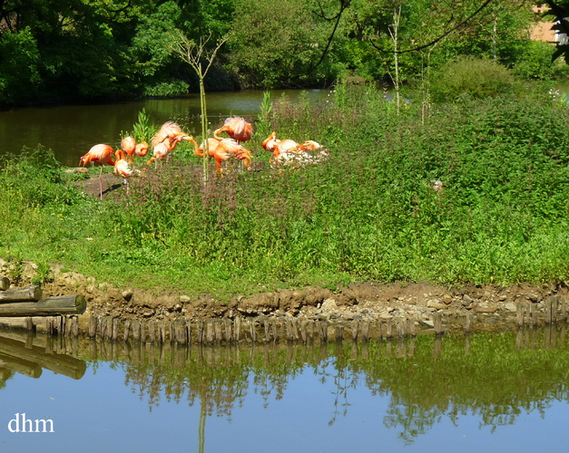 Les flamands roses du parc animalier .
