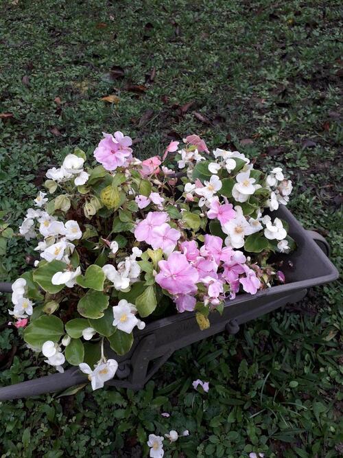 Encore un peu de fleurs du jardin