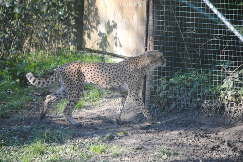 Le guépard. 