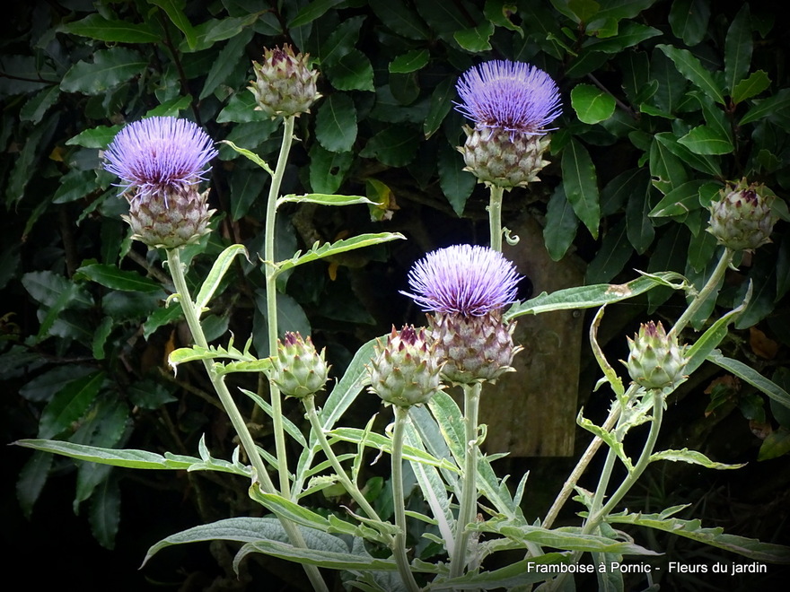 Fleurs dans le jardin 