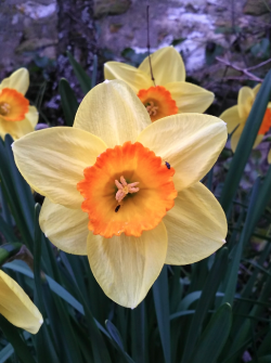 Fleurs de printemps/Spring flowers